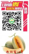 C3691农民种植合作社品种瓜种植