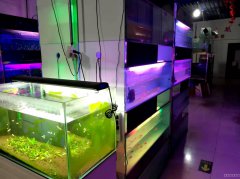 C4534昌吉市价值三十万观赏鱼店十万赔钱转让