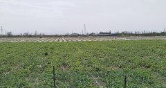 （成功案例）C7262三坪农场二队农家采摘园出租