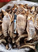 C7551新北园春副食区干货批发店转让 货品丰富，自带冷库